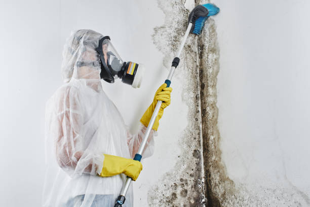 Best Post-Flood Mold Remediation in Norman, OK