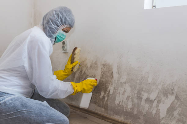 Best Mold Remediation for Schools in Norman, OK
