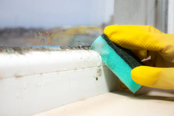 Best Insurance-Related Mold Remediation in Norman, OK