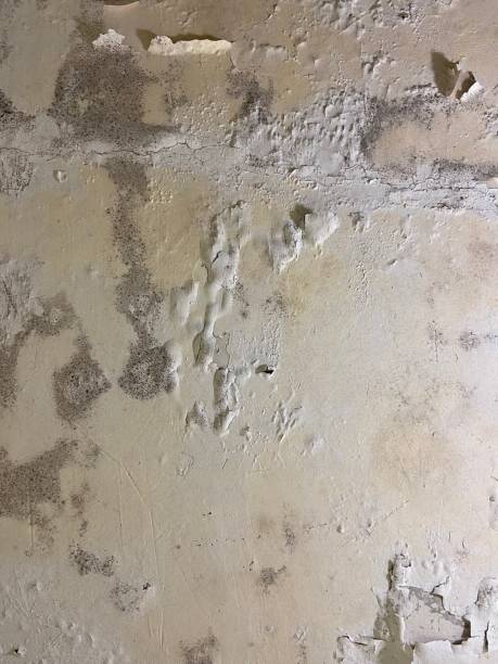 Professional Mold Remediation in Norman, OK