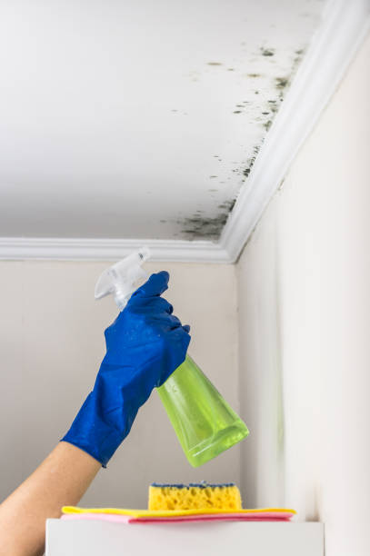 Best Black Mold Remediation in Norman, OK